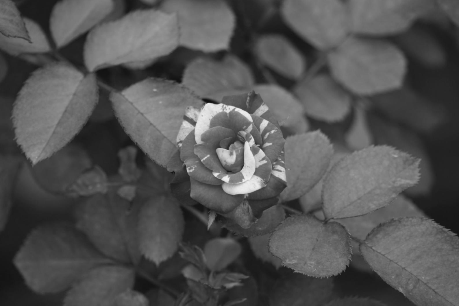 Офісна флористика в натуральному стилі: що заважає отримати нормальний результат